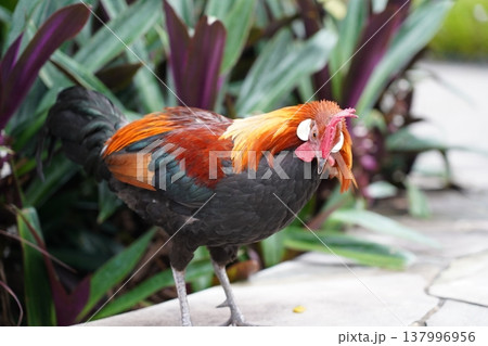 Colorful Rooster in Natural Setting 137996956