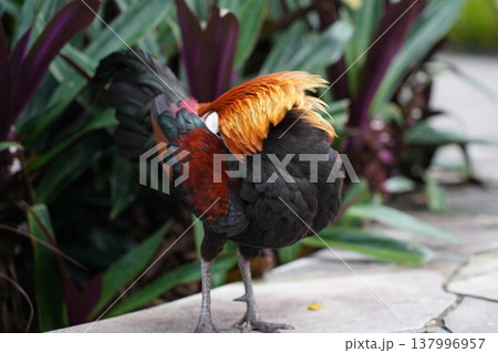 Beautiful Rooster in Natural Setting Black Plumage Beautiful Rooster in Natural Setting Black Plumage 137996957