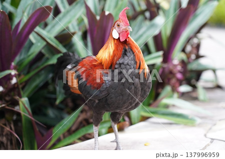 Beautiful Rooster in Natural Setting Outdoor Photography Beautiful Rooster in Natural Setting Outdoor Photography 137996959
