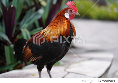 Beautiful Junglefowl Gallus gallus Portrait 137996964
