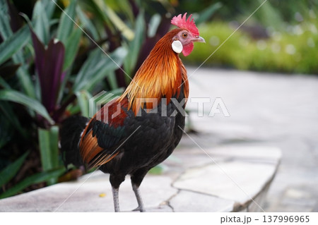 Beautiful Rooster Portrait in Natural Setting 137996965