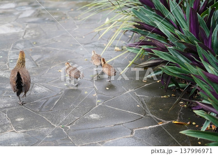 Jungle Fowl with Chicks Near Moses in the Cradle Plant 137996971