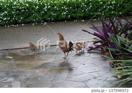 Hen with Chicks on a Stone Path 137996972