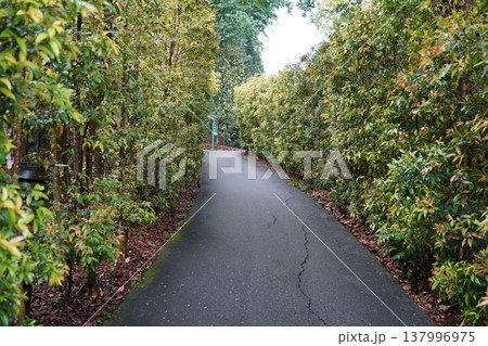 Pathway Lined with Syzygium Plants Nature Walk 137996975