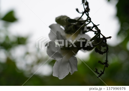 Hanging Thunbergia Grandiflora Flowers Hanging Thunbergia Grandiflora Flowers 137996976