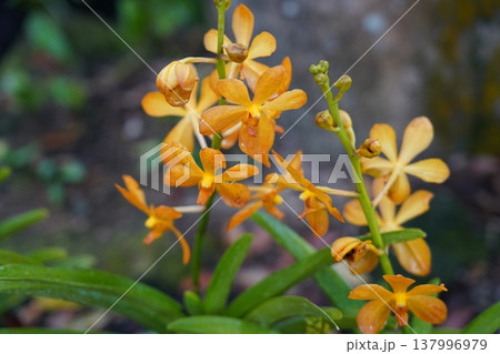 Vibrant Orange Vanda Orchid Blooms Close Up 137996979