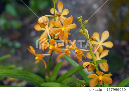 Ascocentrum Orchid Close Up Beautiful Orange Flowers Ascocentrum Orchid Close Up Beautiful Orange Flowers 137996980