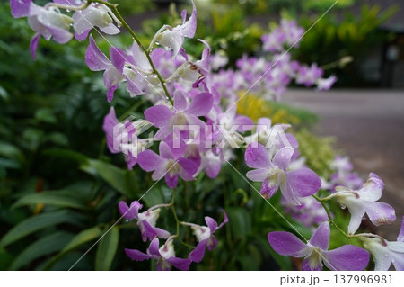 Purple and White Dendrobium Orchid Blooms Purple and White Dendrobium Orchid Blooms 137996981
