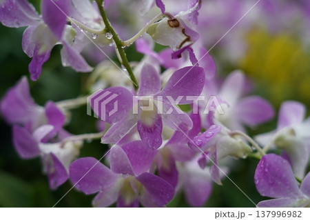Purple and White Orchid Flowers with Water Droplets 137996982