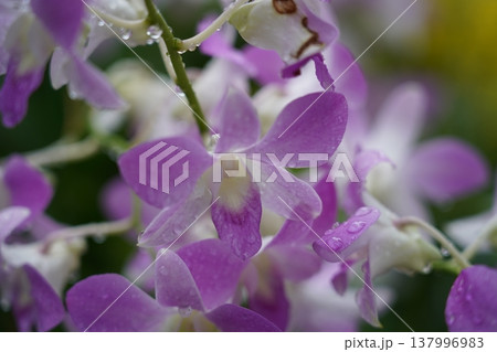 Purple Orchid Flowers in Bloom Close Up 137996983