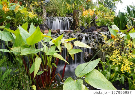 Lush Waterfall Scene with Exotic Orchids and Plants Lush Waterfall Scene with Exotic Orchids and Plants 137996987