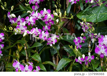 Beautiful Dendrobium Orchid Flowers in Bloom Beautiful Dendrobium Orchid Flowers in Bloom 137996988