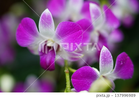 Purple and White Orchid Flowers in Bloom Purple and White Orchid Flowers in Bloom 137996989