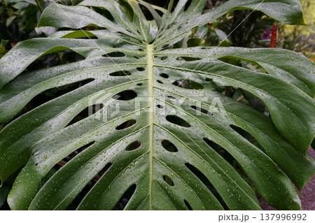 Monstera Deliciosa Leaf Close Up Detailed View Monstera Deliciosa Leaf Close Up Detailed View 137996992