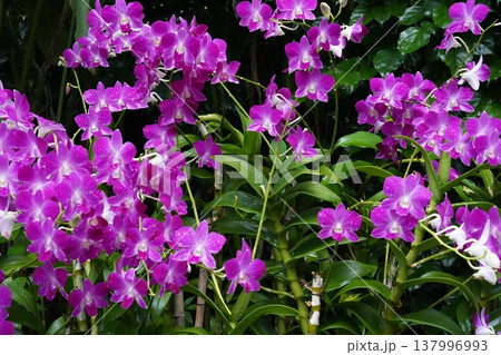 Beautiful Purple Dendrobium Orchid Flowers 137996993