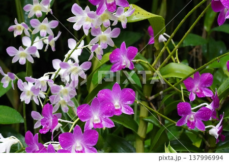 Beautiful Dendrobium Orchid Flowers in Bloom Beautiful Dendrobium Orchid Flowers in Bloom 137996994