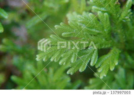 Close Up of Green Selaginella Plant Foliage Close Up of Green Selaginella Plant Foliage 137997003