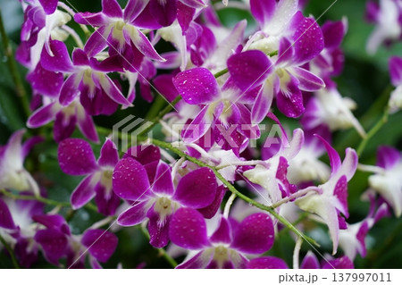 Beautiful Dendrobium Orchid Blooms in Purple and White Beautiful Dendrobium Orchid Blooms in Purple and White 137997011