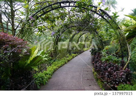 Lush Green Tunnel Path in a Botanical Garden 137997015