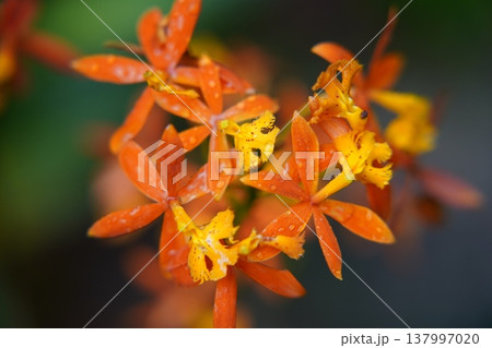 Epidendrum radicans Orange Firestar Orchid Close Up Epidendrum radicans Orange Firestar Orchid Close Up 137997020