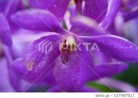 Close up of a Purple Orchid Flower 137997021