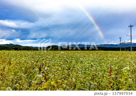 満開のそば畑に架かる大きな虹 福井県あわら市北潟の風景 満開のそば畑に架かる大きな虹 福井県あわら市北潟の風景 137997034