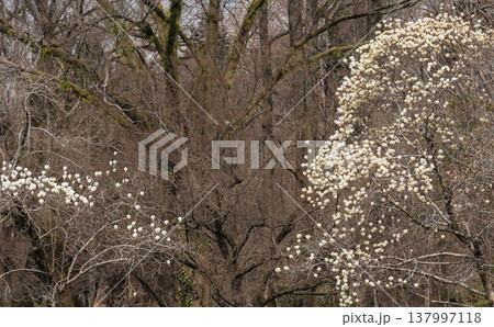 春の花 ハクモクレン 春の花 ハクモクレン 137997118