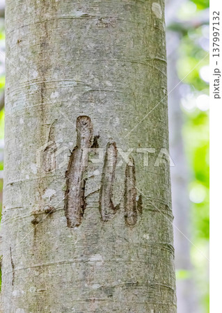 熊の爪痕 137997132