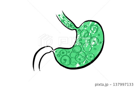 Stomach anatomy sketch 137997133