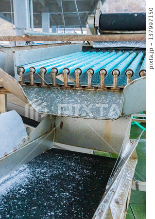 魚体選別機 137997150