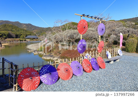 【愛媛県】晴天の南楽園梅まつり 137997266