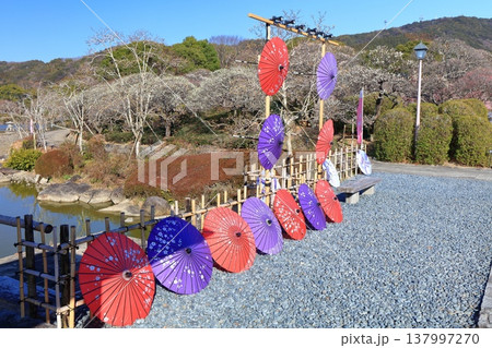 【愛媛県】晴天の南楽園梅まつり 137997270