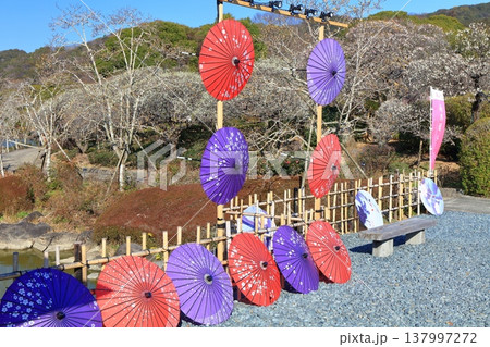 【愛媛県】晴天の南楽園梅まつり 137997272