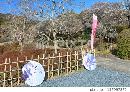 【愛媛県】晴天の南楽園梅まつり 137997273