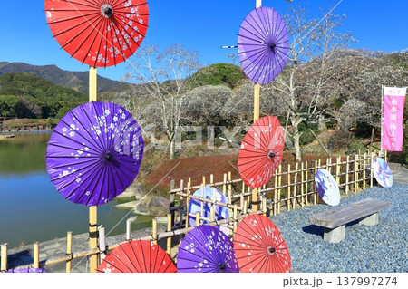【愛媛県】晴天の南楽園梅まつり 137997274