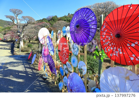 【愛媛県】晴天の南楽園梅まつり 137997276
