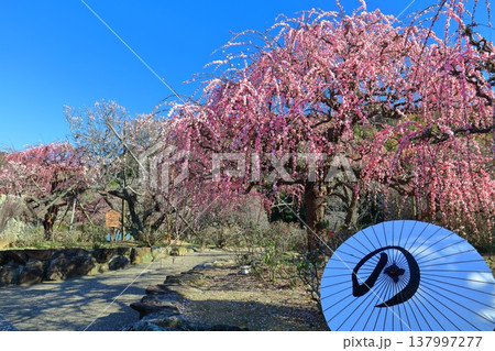 【愛媛県】晴天の南楽園梅まつり 137997277