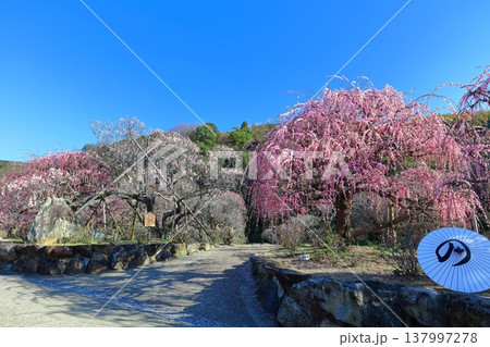 【愛媛県】晴天の南楽園梅まつり 【愛媛県】晴天の南楽園梅まつり 137997278