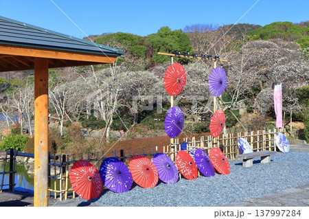 【愛媛県】晴天の南楽園梅まつり 137997284