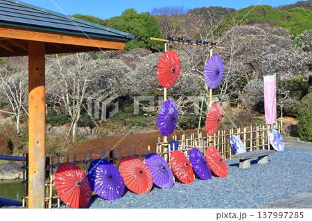 【愛媛県】晴天の南楽園梅まつり 【愛媛県】晴天の南楽園梅まつり 137997285