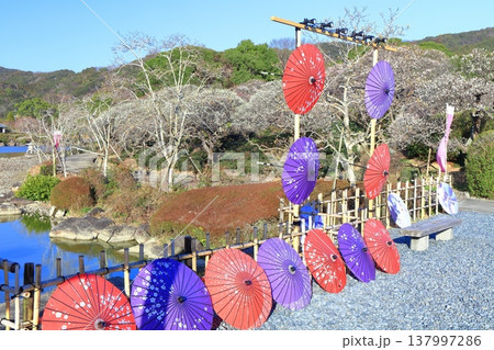 【愛媛県】晴天の南楽園梅まつり 137997286