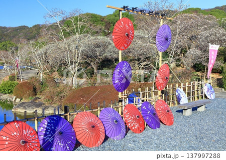 【愛媛県】晴天の南楽園梅まつり 【愛媛県】晴天の南楽園梅まつり 137997288