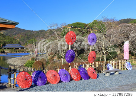 【愛媛県】晴天の南楽園梅まつり 137997289