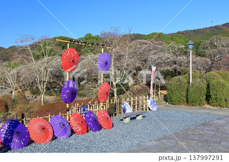 【愛媛県】晴天の南楽園梅まつり 137997291