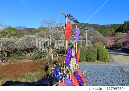 【愛媛県】晴天の南楽園梅まつり 137997294