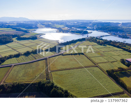 福井県あわら市北潟湖の絶景ドローン空撮 満開のそば畑とアイリスブリッジ、風力発電の風車が並ぶ絶景 福井県あわら市北潟湖の絶景ドローン空撮 満開のそば畑とアイリスブリッジ、風力発電の風車が並ぶ絶景 137997362