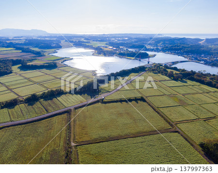 福井県あわら市北潟湖の絶景ドローン空撮 満開のそば畑とアイリスブリッジ、風力発電の風車が並ぶ絶景 137997363