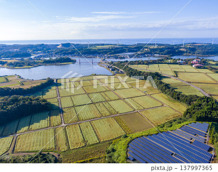 福井県あわら市北潟湖の絶景ドローン空撮 満開のそば畑とアイリスブリッジ、風力発電の風車が並ぶ絶景 137997365