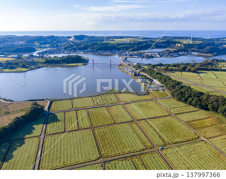 福井県あわら市北潟湖の絶景ドローン空撮 満開のそば畑とアイリスブリッジ、風力発電の風車が並ぶ絶景 福井県あわら市北潟湖の絶景ドローン空撮 満開のそば畑とアイリスブリッジ、風力発電の風車が並ぶ絶景 137997366