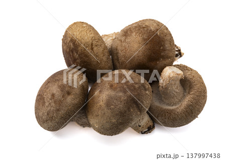 白バックのしいたけ 137997438